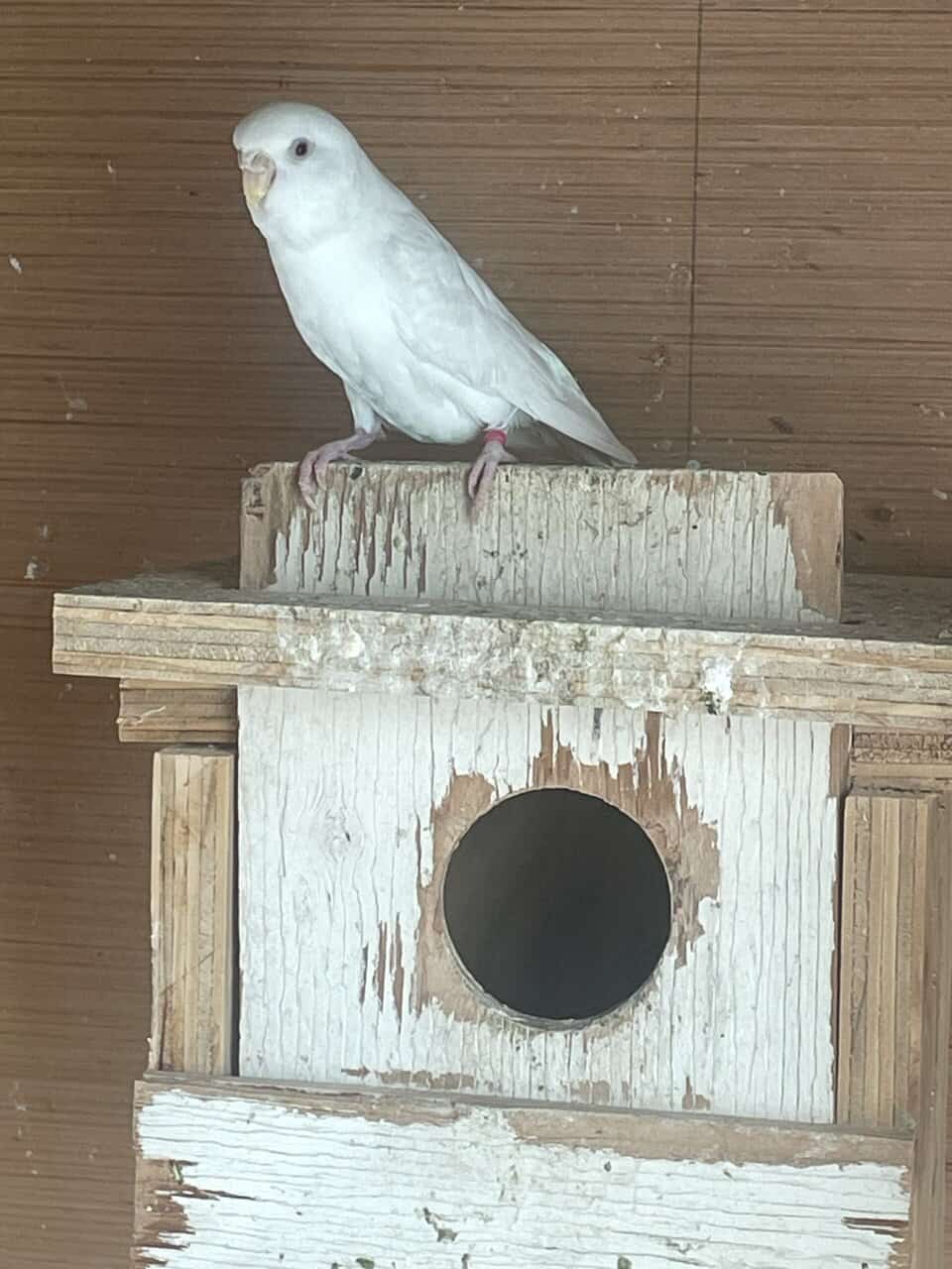 Albino budgie image 1