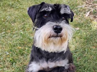 Handsome AKC Miniature Schnauzer looking for Home