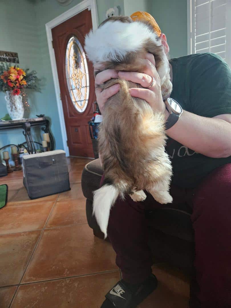 Shih Tzu/Pomeranian puppies for sale. image 4