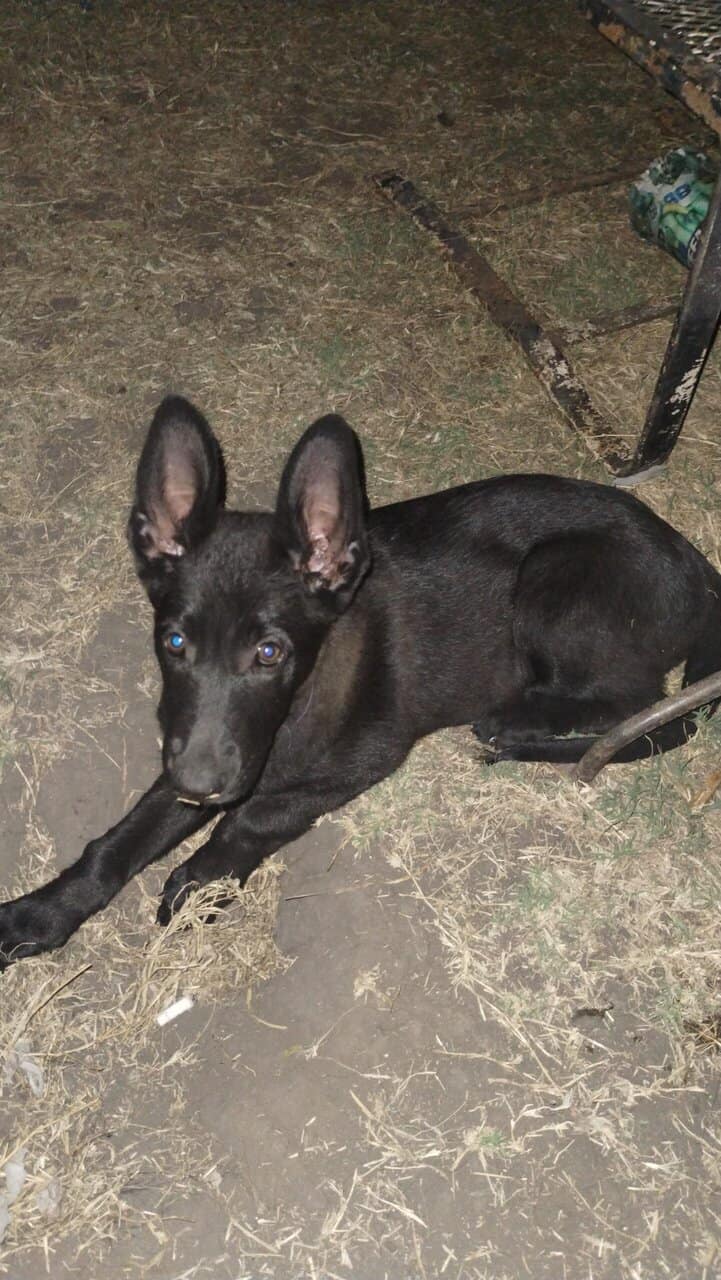 Black German Shepherd Puppy image 3
