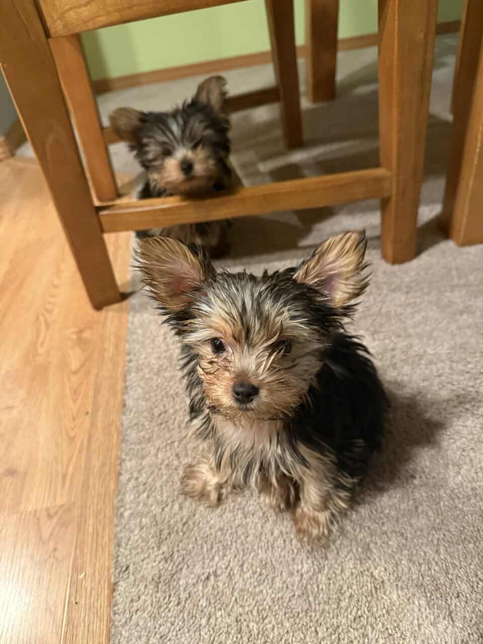 Tiny cheerful yorkie Antosha image 4