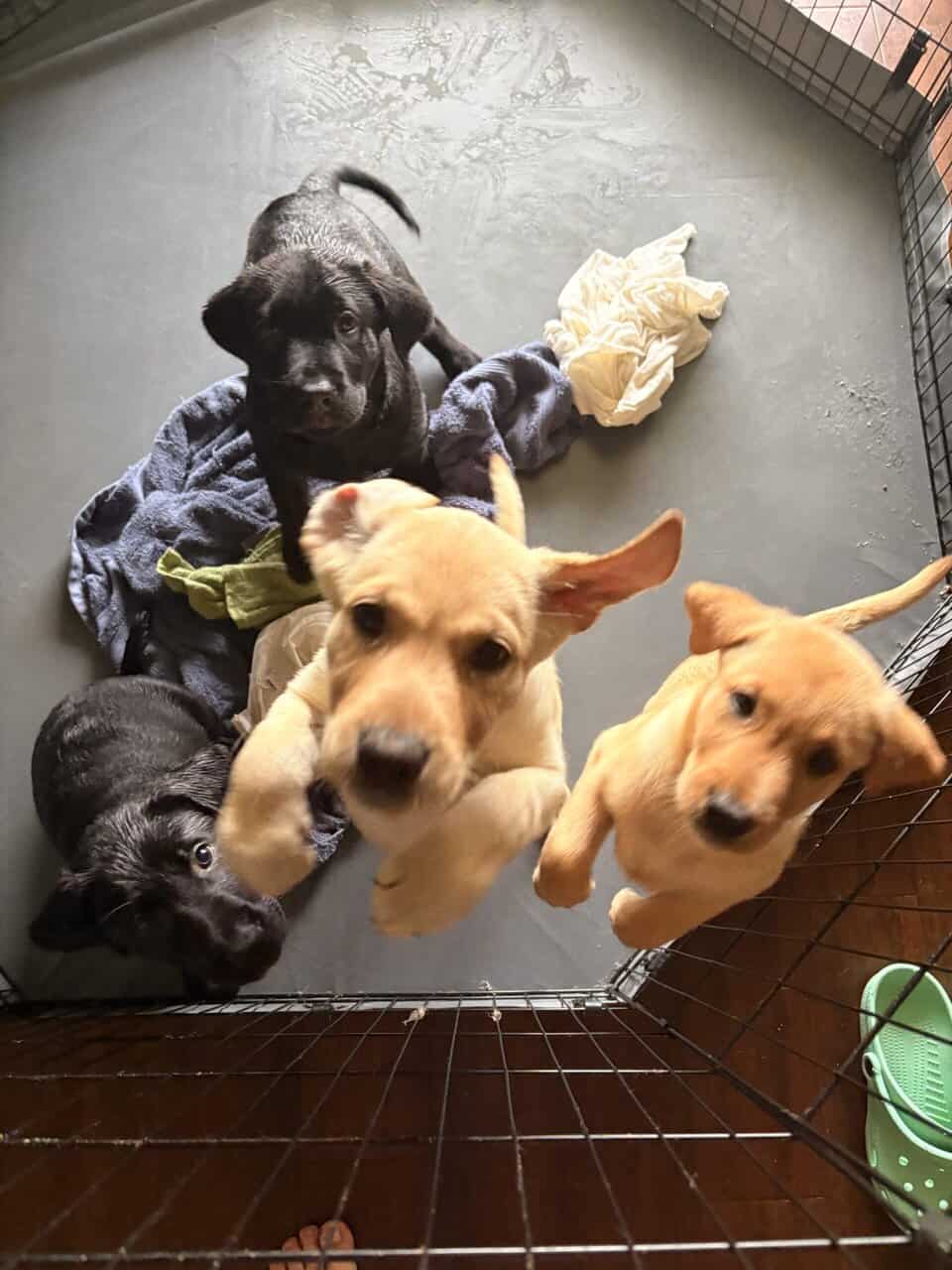 Labrador puppies image 5