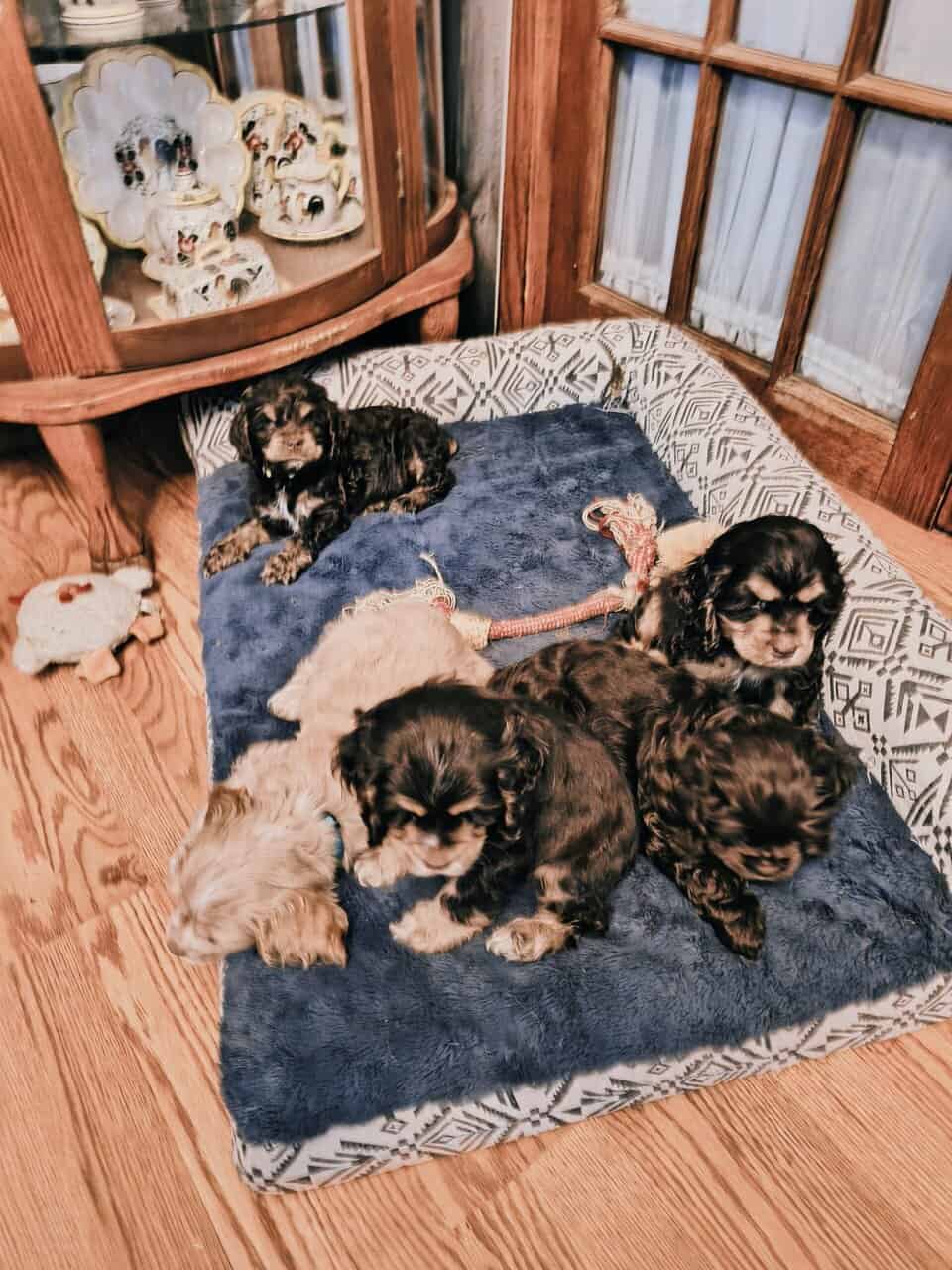 Cocker spaniel male puppies image 3
