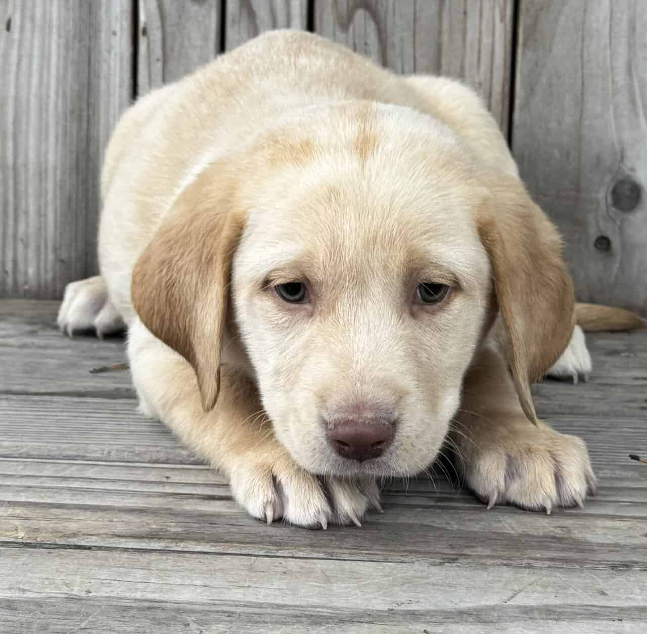 Lab Puppies image 3