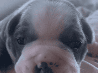 Boston terrier puppies for sale
