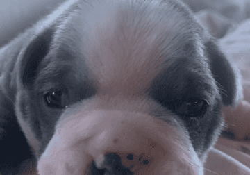 Boston terrier puppies for sale