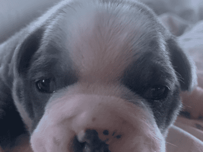 Boston terrier puppies for sale