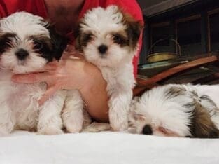 Shih Tzus For Sale