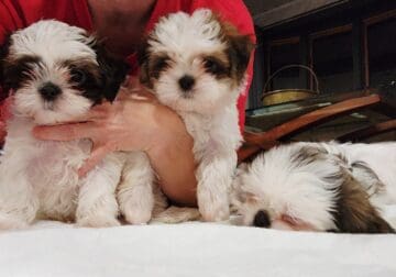 Shih Tzus For Sale