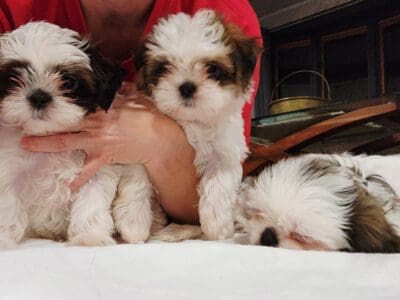 Shih Tzus For Sale