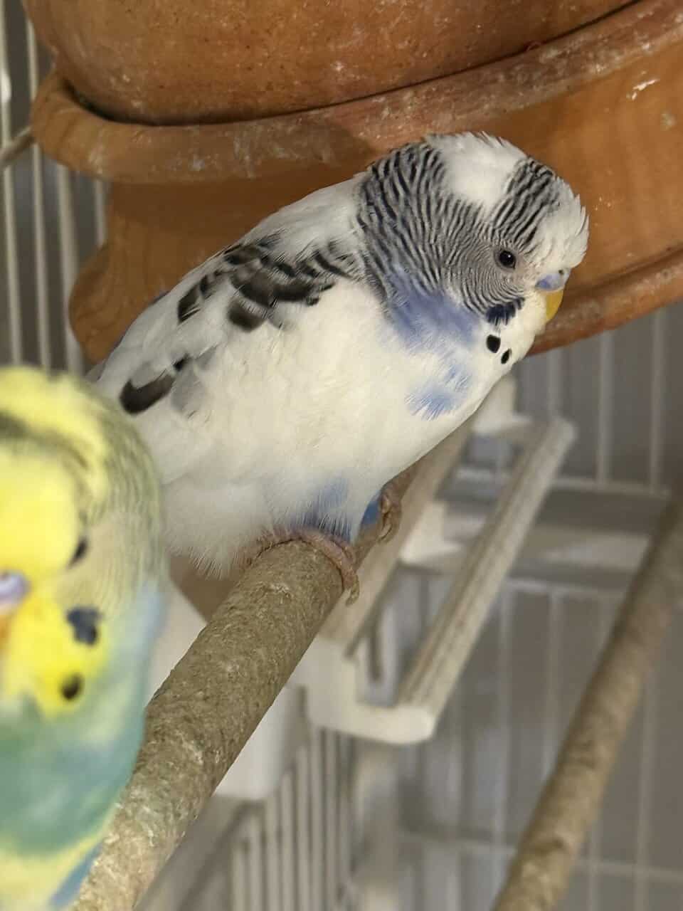 6 Parakeets for Sale image 3
