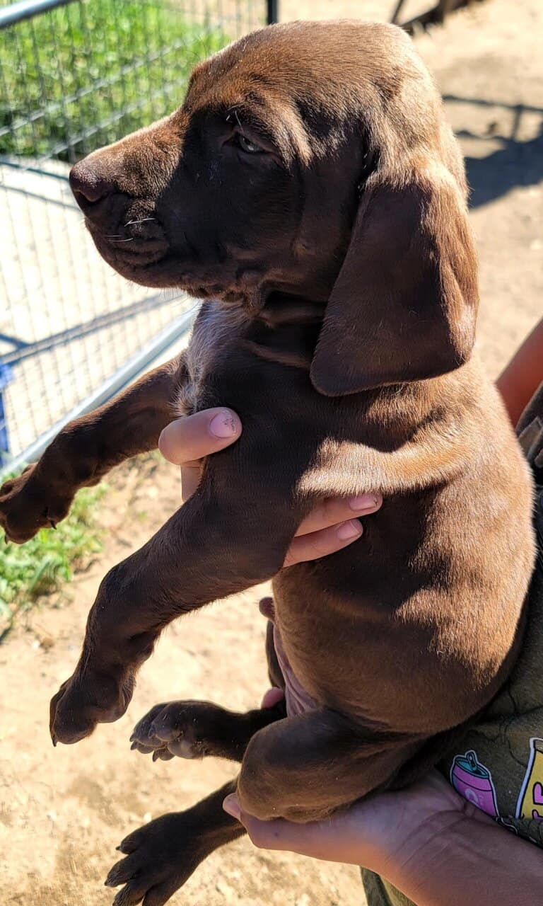 Adorable Shorthaired Pointers image 3
