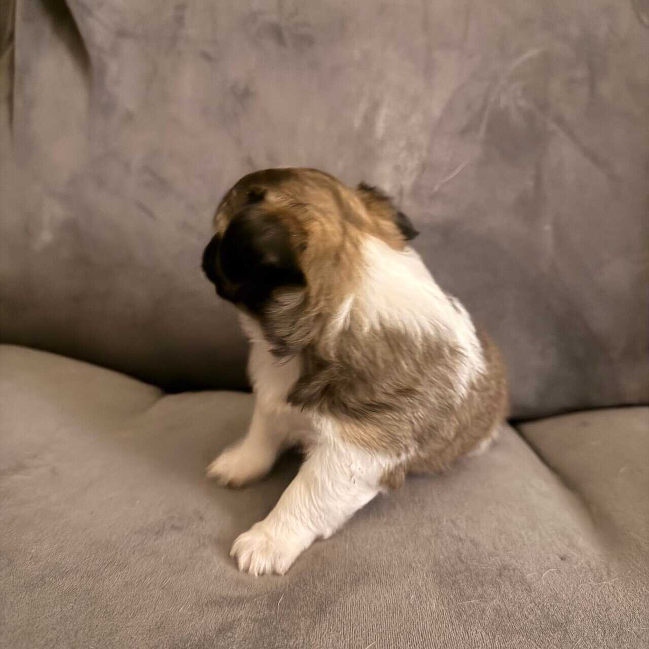 Long haired Chihuahua pups image 5