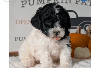 Oreo (AKC Mini Poodle)