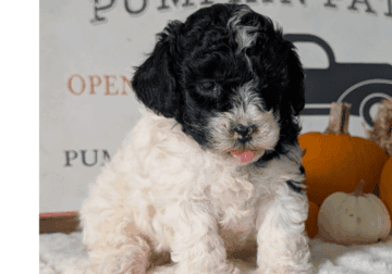 Oreo (AKC Mini Poodle)
