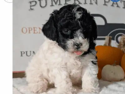 Oreo (AKC Mini Poodle)