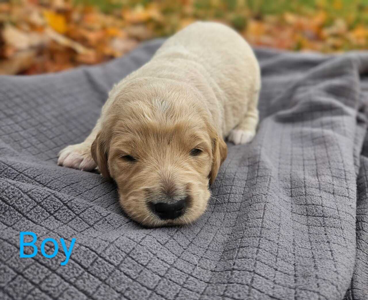 Goldendoodle puppies - take home nov 29 image 6