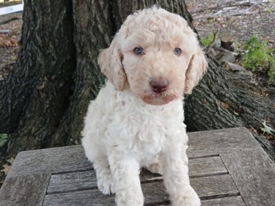 Poodle Puppies AKC Registered