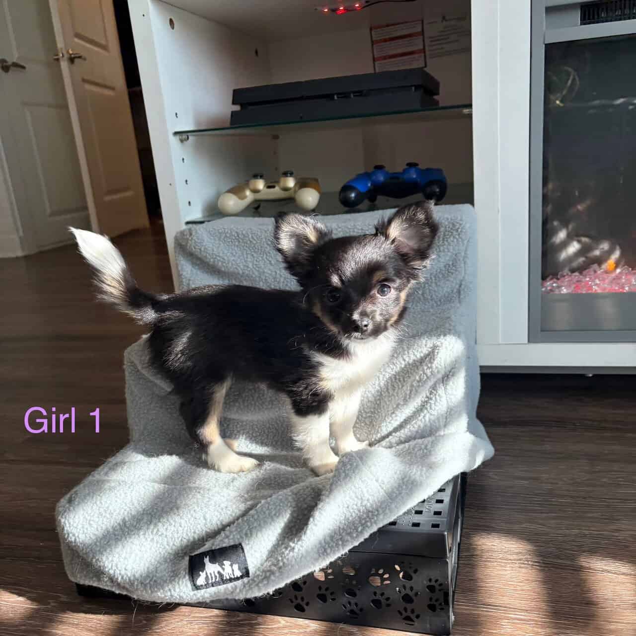Toy Aussie Chihuahua puppies image 2