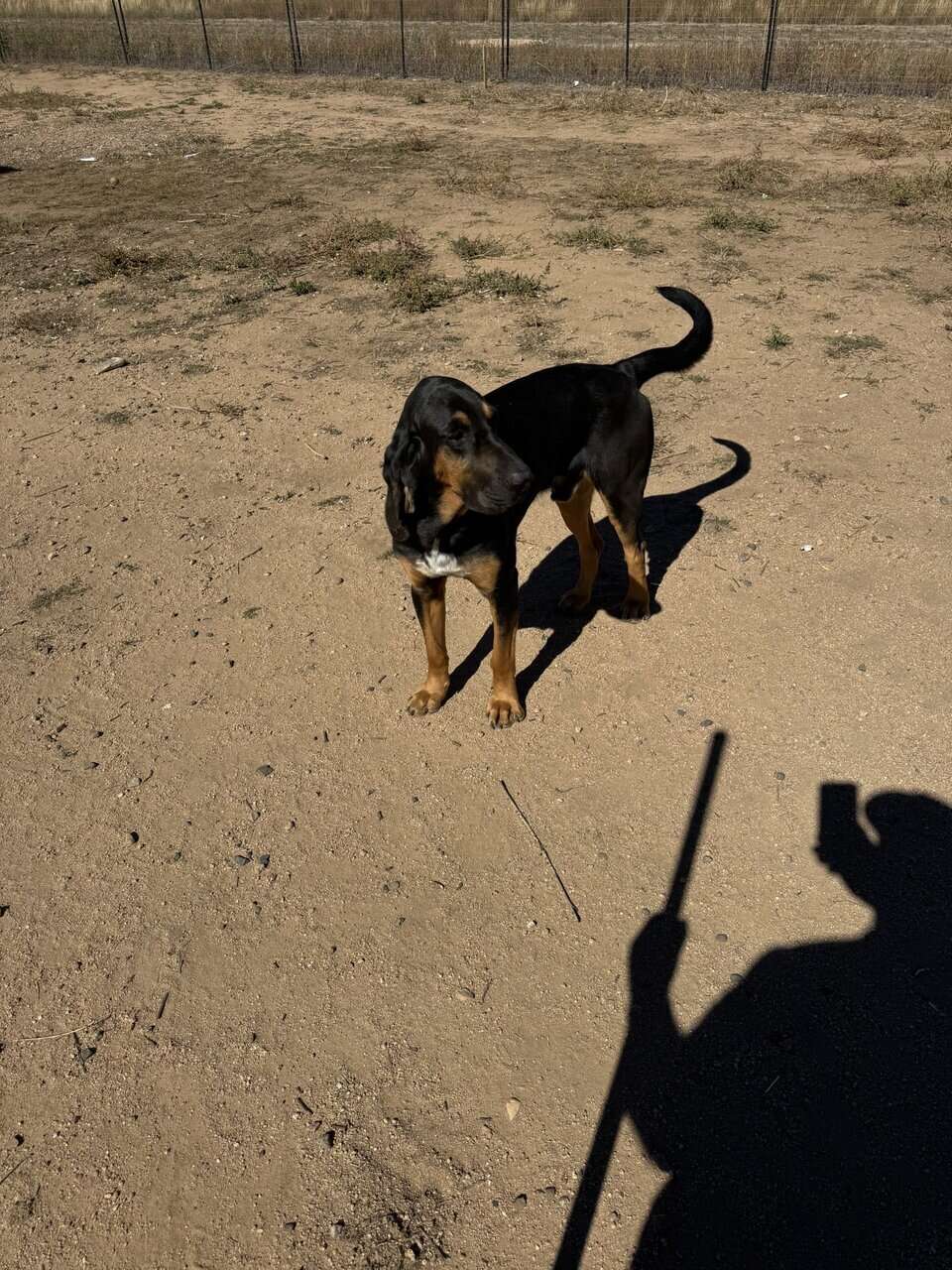 Male Bloodhounds image 8