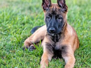 Belgian Malinois Puppies