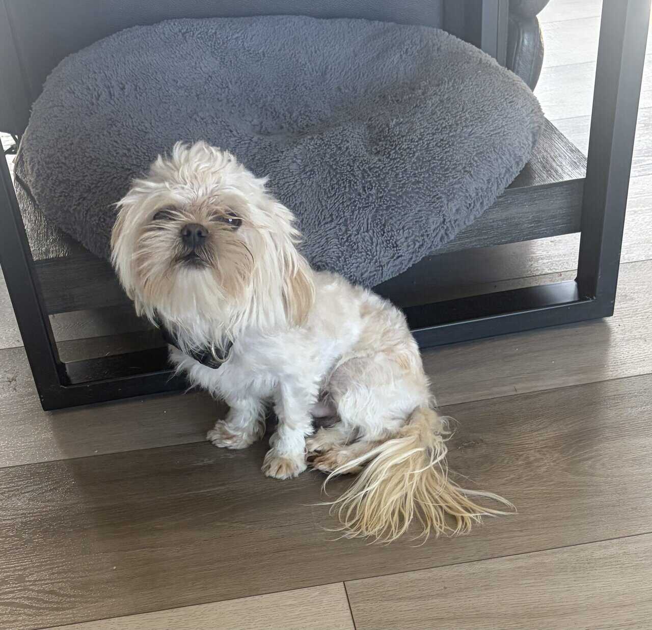 Small Shih Tzu image 4