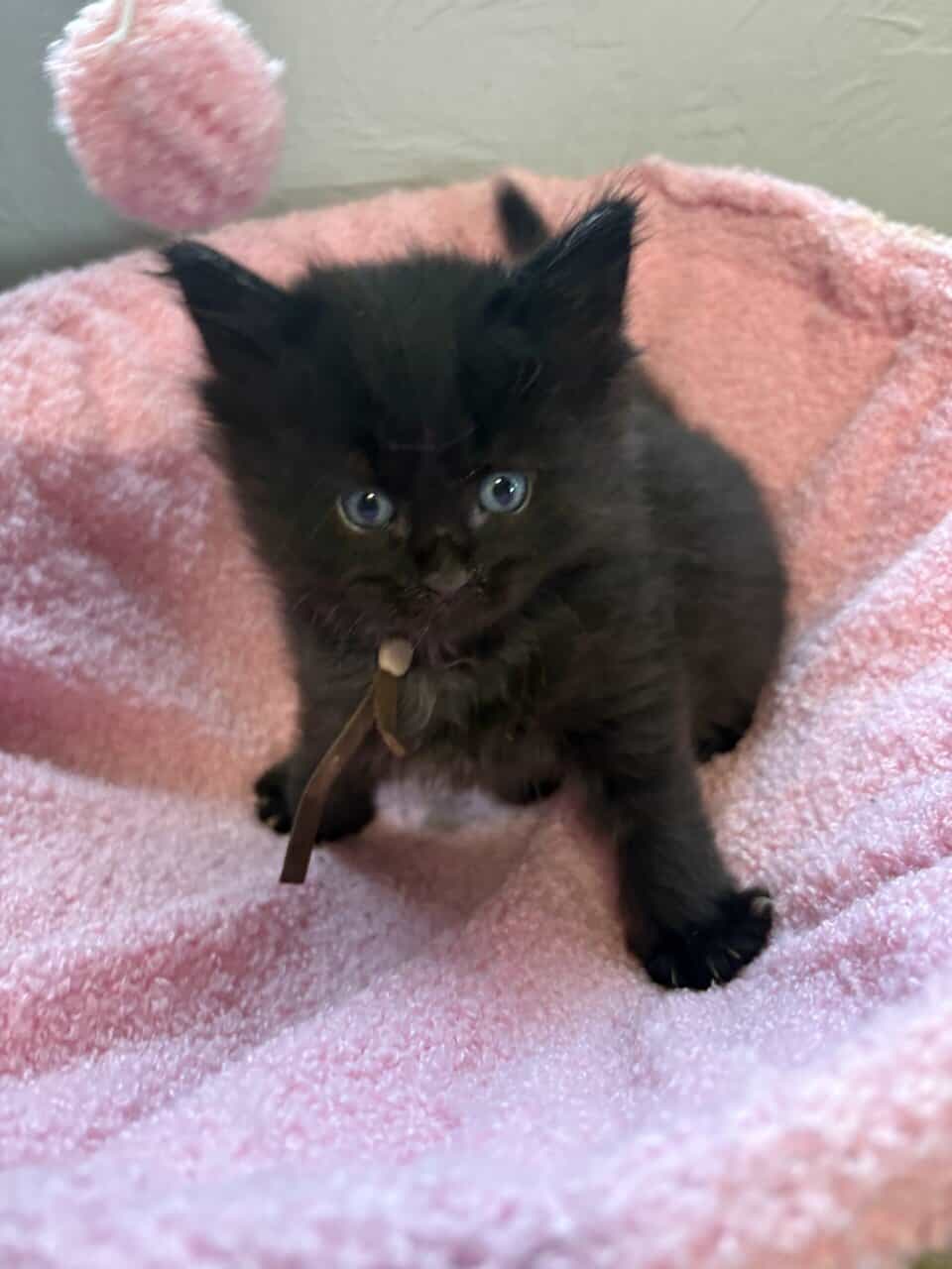 Maine Coon Kittens image 12