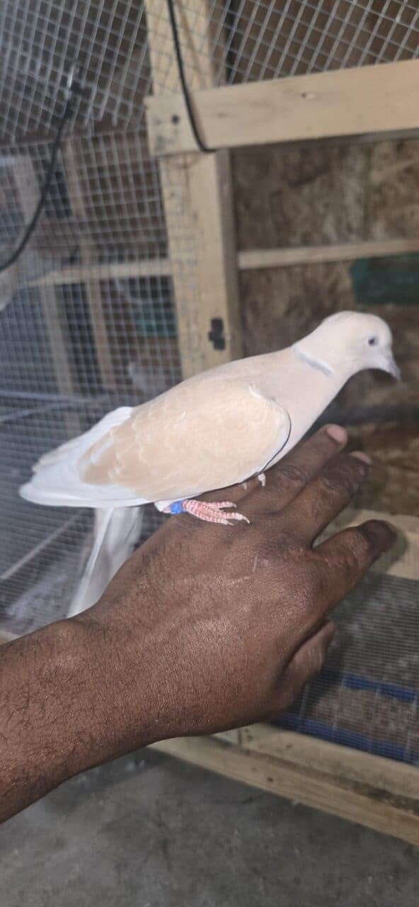 Doves image 6