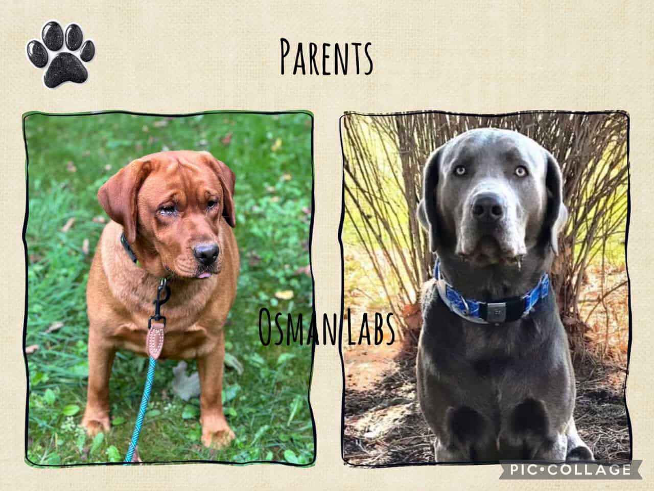 Black lab puppies available November 13th image 14