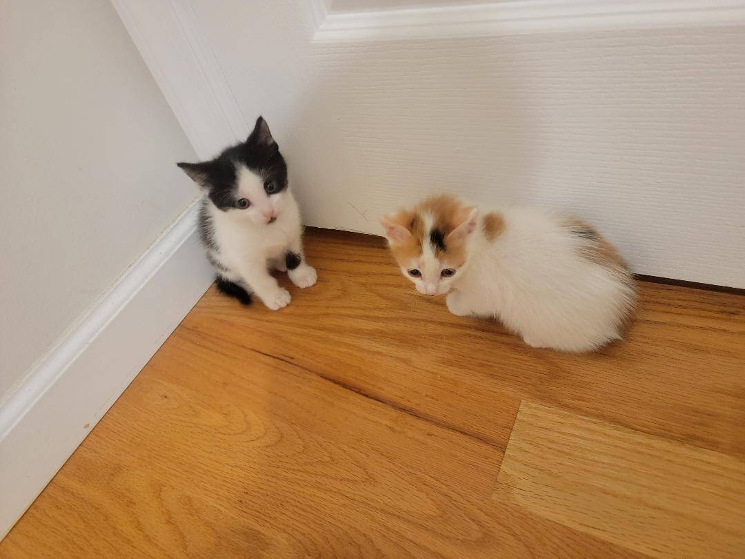 Nice Kittens image 8