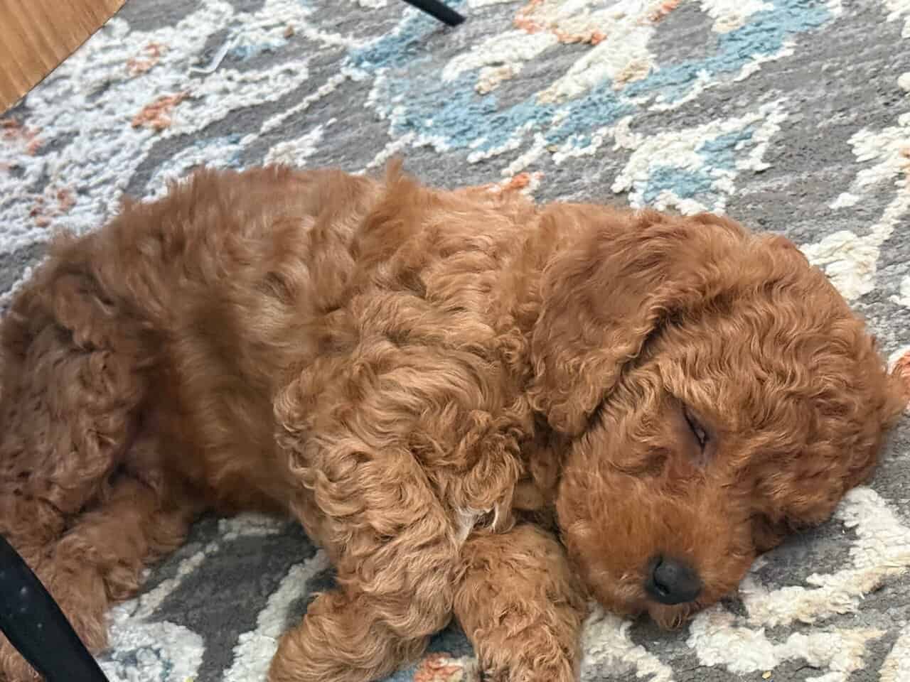Mini Goldendoodle puppies image 5