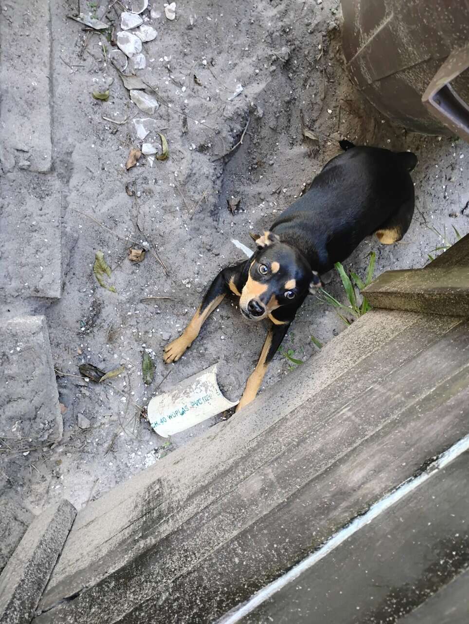 Chihuahua image 2