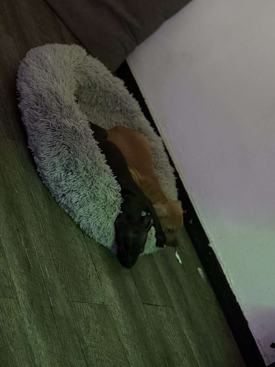 Pitpull puppies image 4