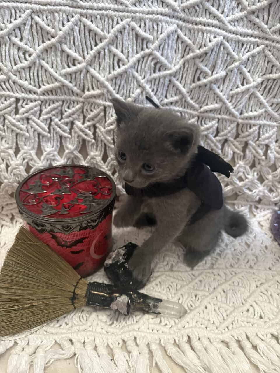 Kittens! image 1