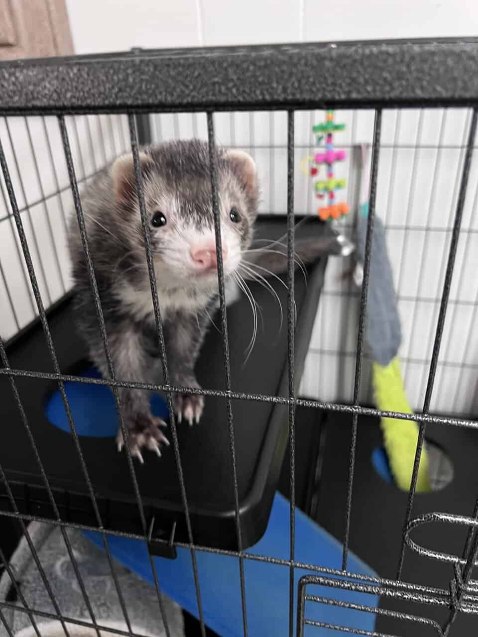 Re-homing my ferret image 2