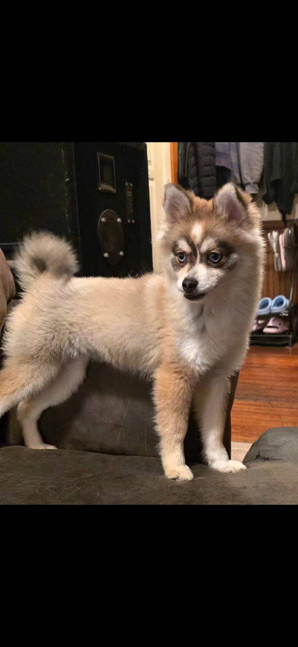 💙 Pomsky Lovers — Rare Opportunity, Unbeatable Pr image 10
