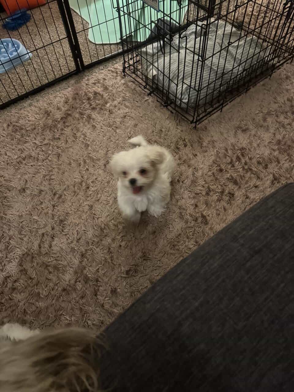 Shihpoo/ maltipoo mix image 5