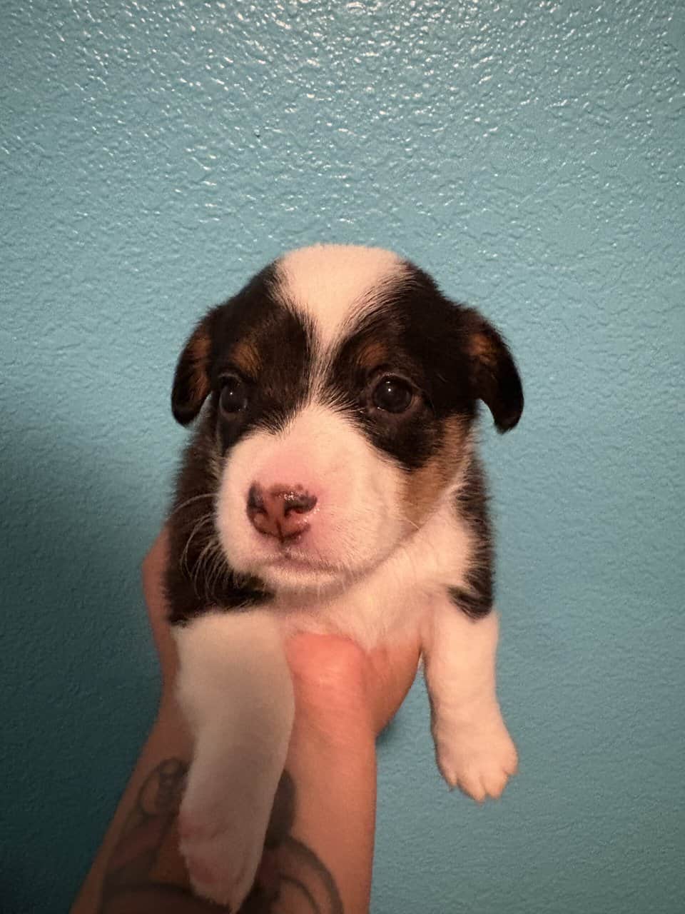 Pembroke Corgi Puppies image 3