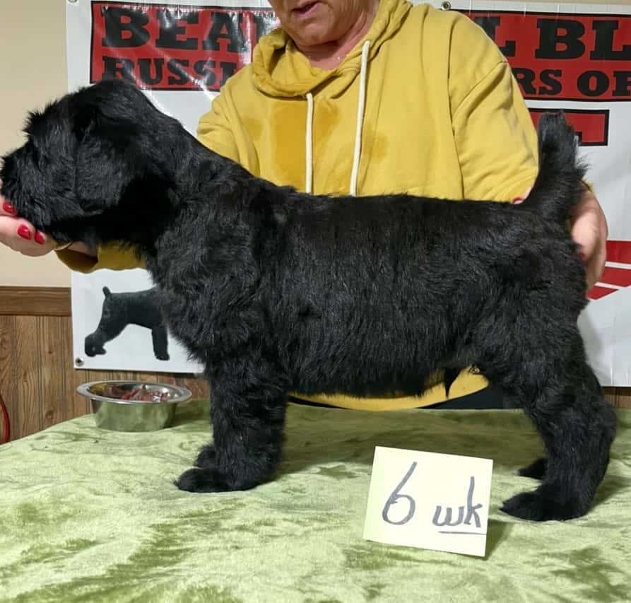 Beautiful Black BRT Litter "L" image 8