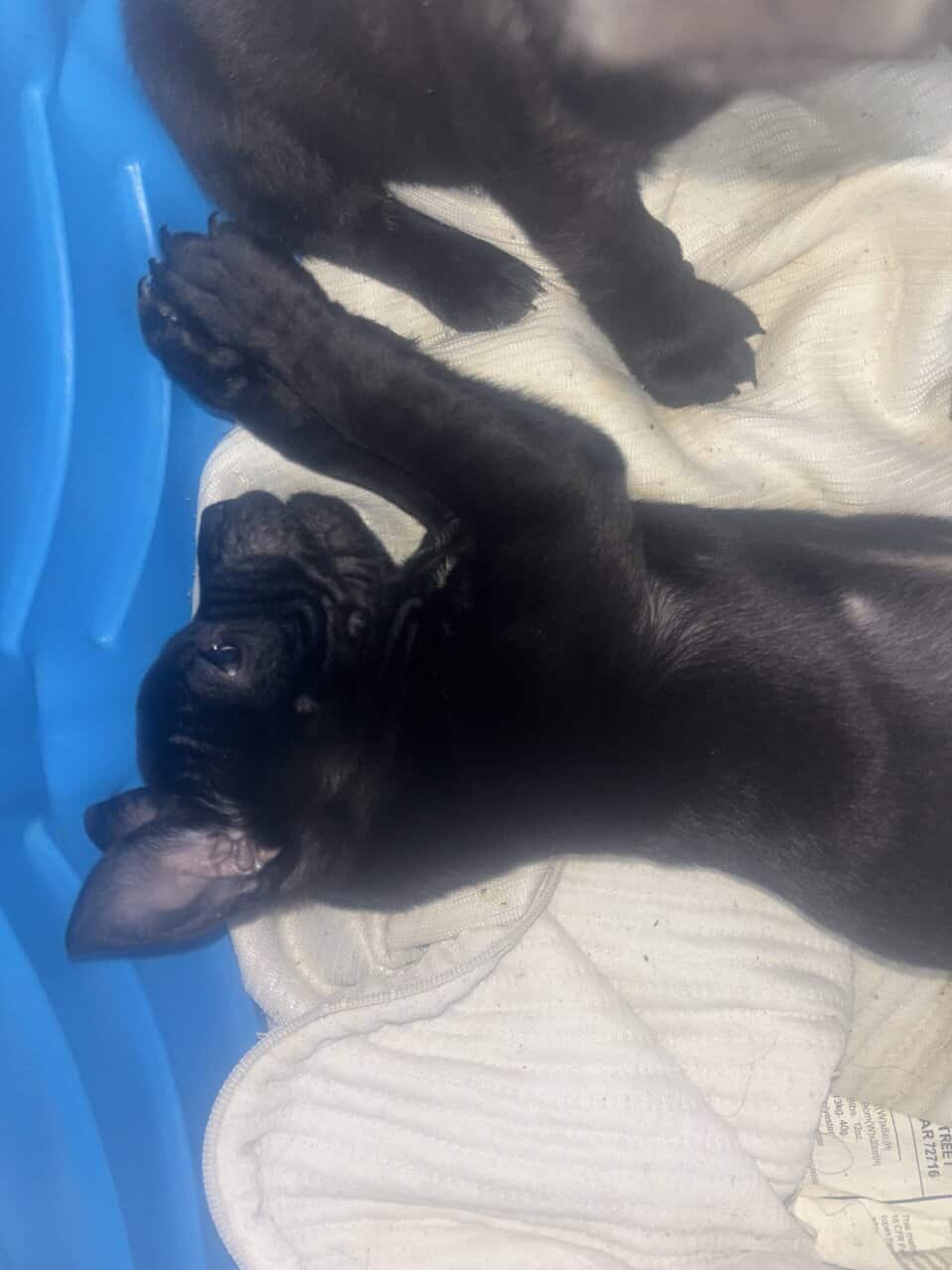 Lab and put puppys image 9