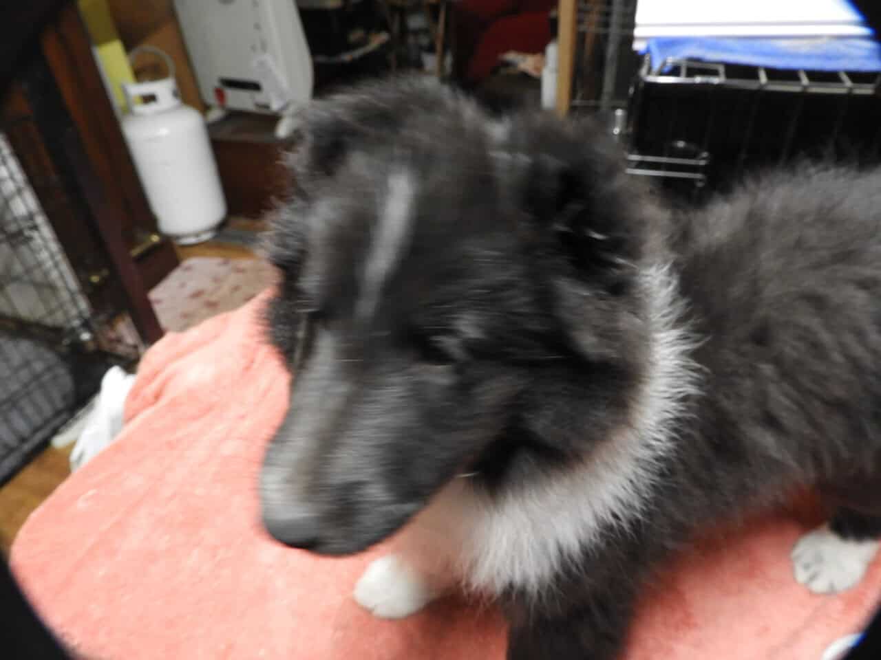 AKC registered Sheltie puppies image 8