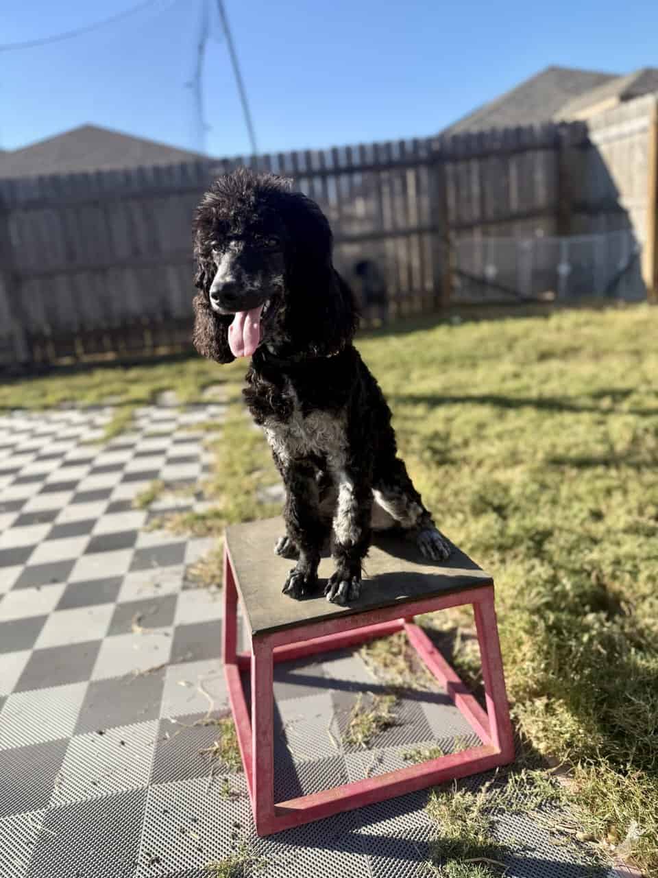 Moyen Standard Poodles image 6