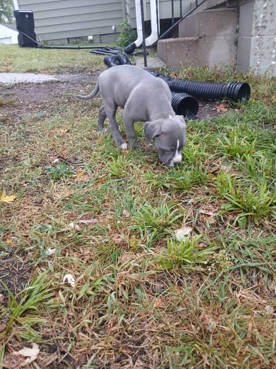 XL bully image 1