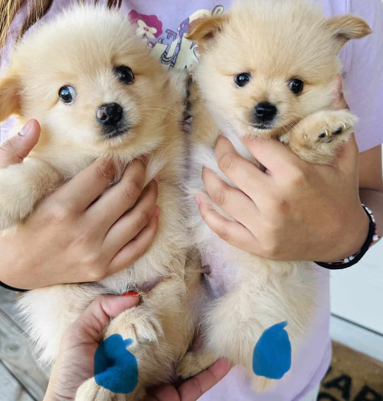 Pomeranian female image 7