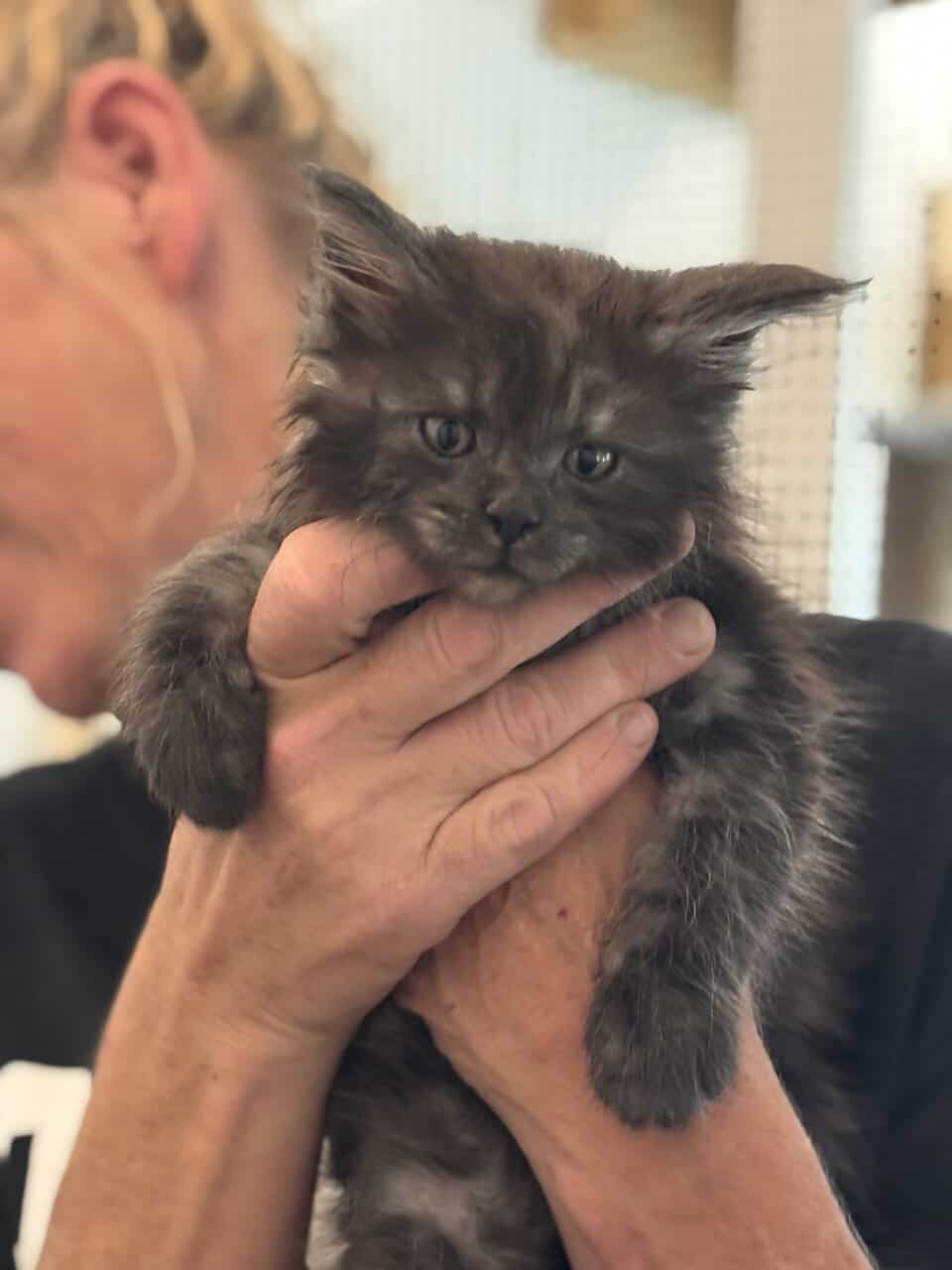TICA registered Maine coon kittens image 9