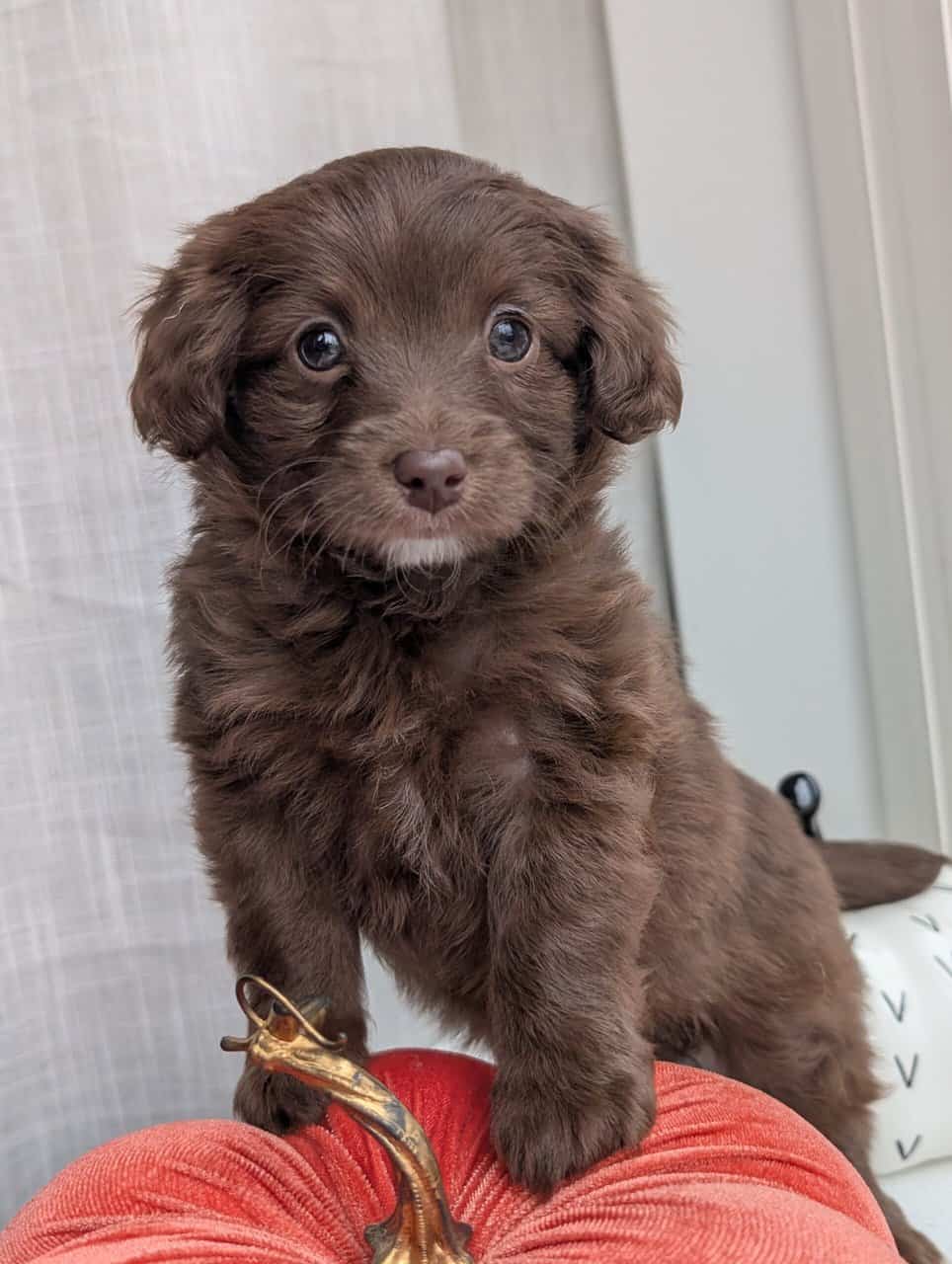 Miniature Aussiedoodles image 10