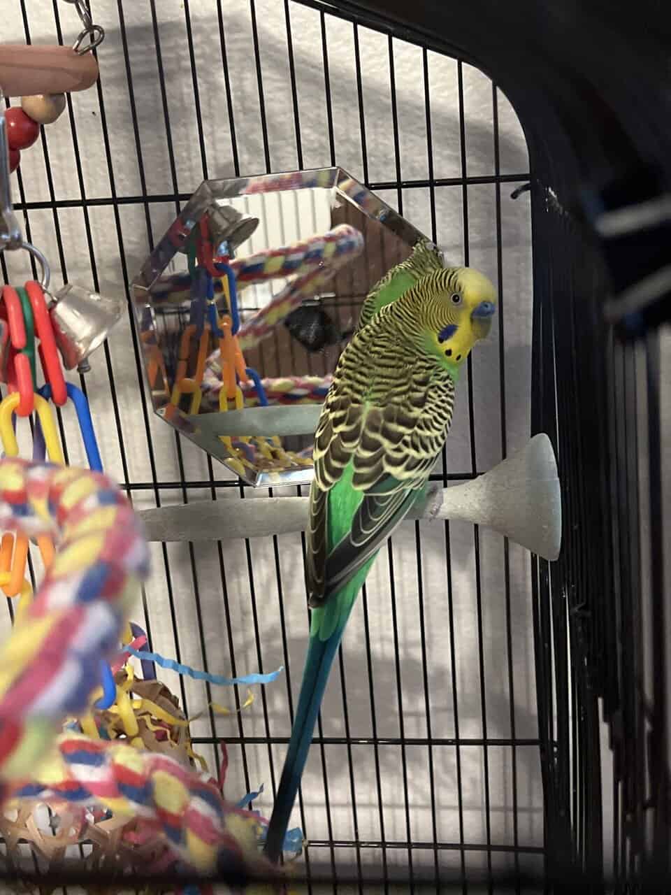 Lovely male, two-year-old Parakeet image 1