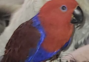 Wanda, an Eclectus Parrot