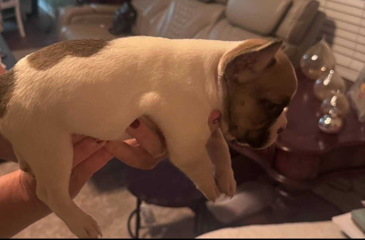 French bulldog puppies akc image 4