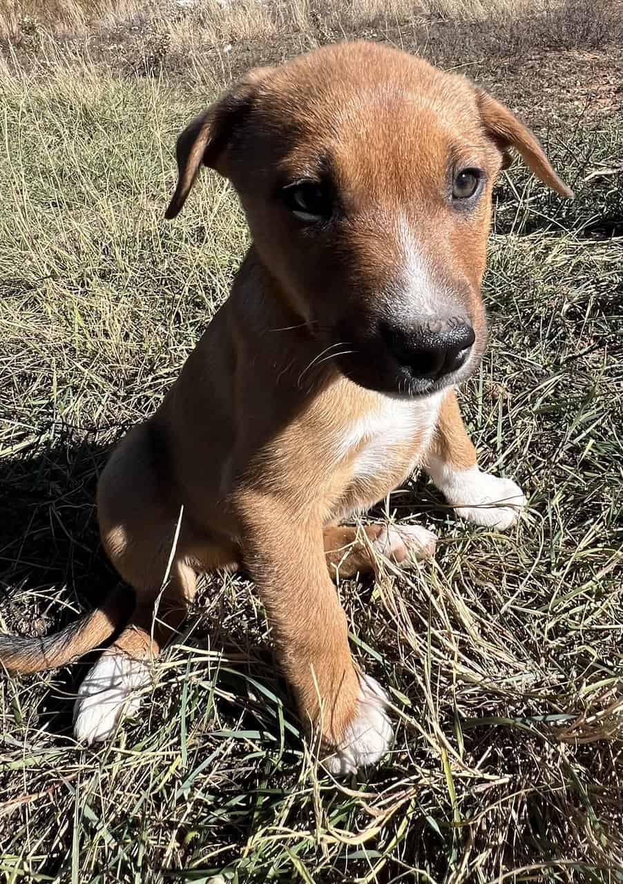 Ranch Pup -Boy 3 image 1